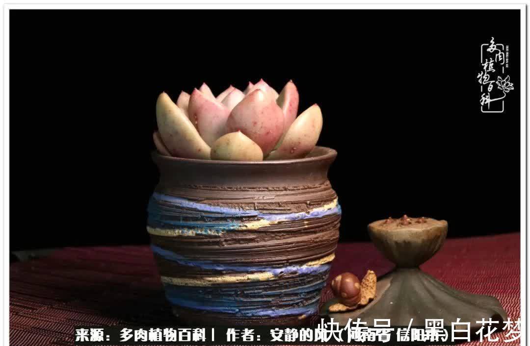 阳台多肉党的幸福生活!