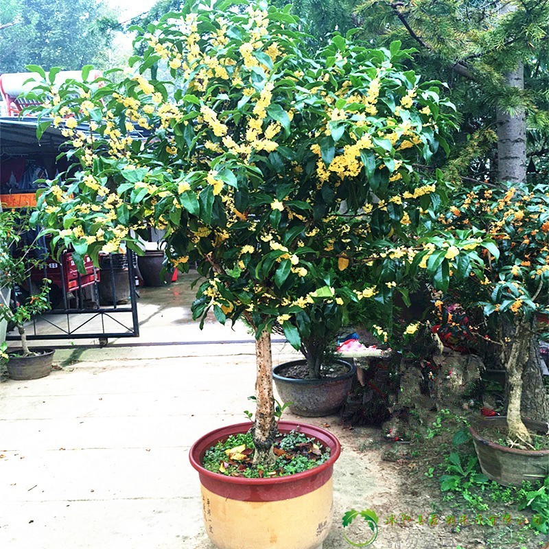 现在庭院不流行种菜了!这样“打造”,不比私人别墅效果差,超美