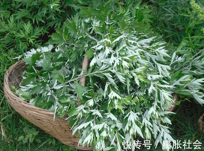 痛经|妇科炎症的“天敌”,用水泡一泡,保护子宫缓解痛经,预防妇科病