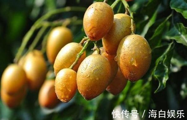 芸香科|女性不想变大妈,春天吃的食物,预防炎症,美白肌肤,常吃更年轻