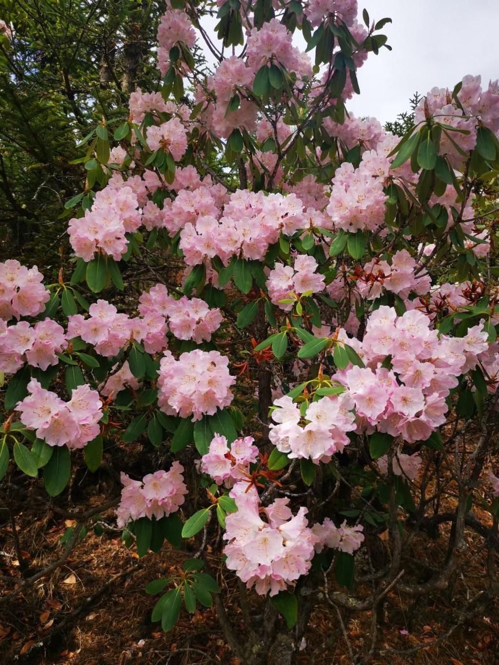 杜鹃花|超美！得荣太阳谷百里杜鹃怒放