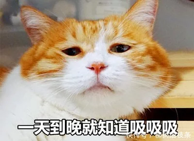 吸猫什么意思