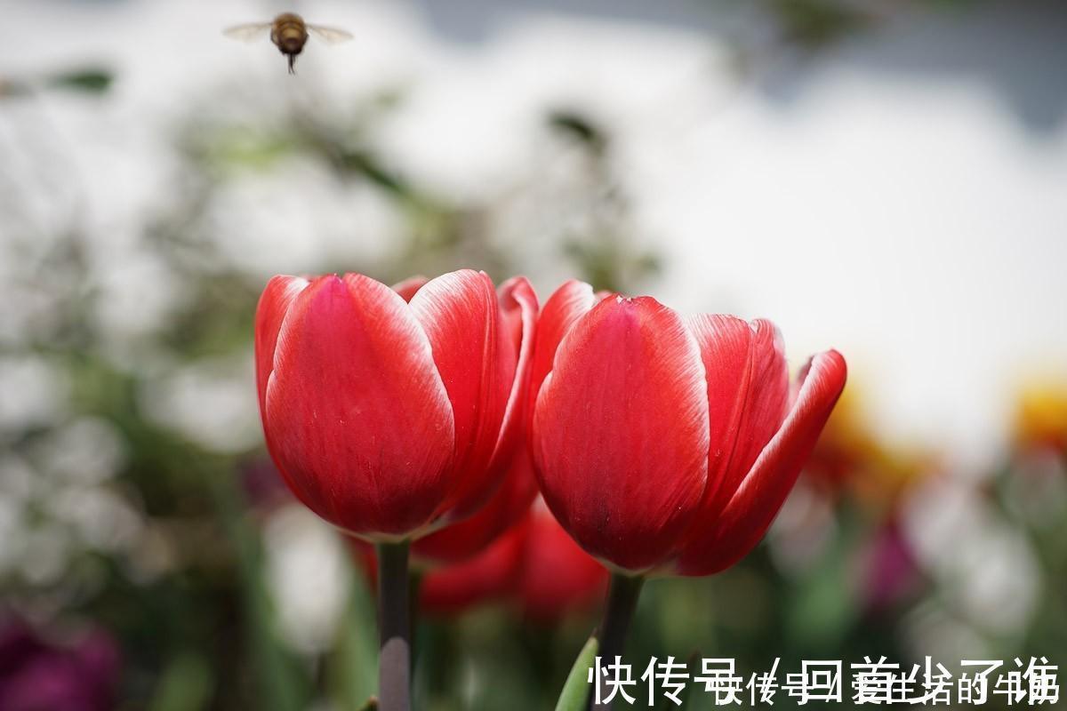 绿植|别信卧室养绿植除甲醛,还有这些花一定不要养,否则只有后悔