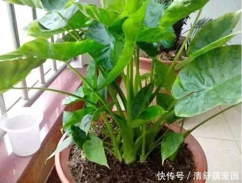 滴水观音|室内杜绝种养这3种花草，一旦发现要趁早挪出，不然家人会生病