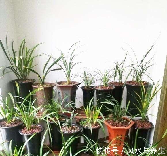 养兰花，用1个“简单方法”繁殖，一盆变3盆，盆盆开花爆盆！