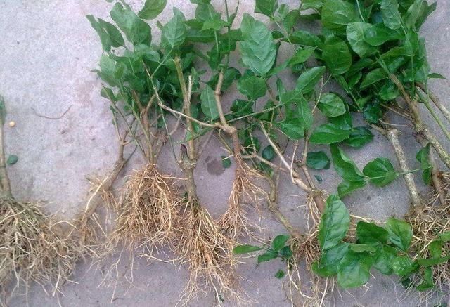 夏季养茉莉最合适,刚回家这样处理,不枯萎花量翻倍