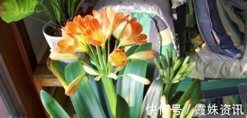 养护|李大爷只用它养君子兰，不花一分钱，1年开花2次全都爆盆