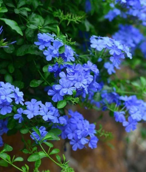 无情的开花机器——蓝雪花