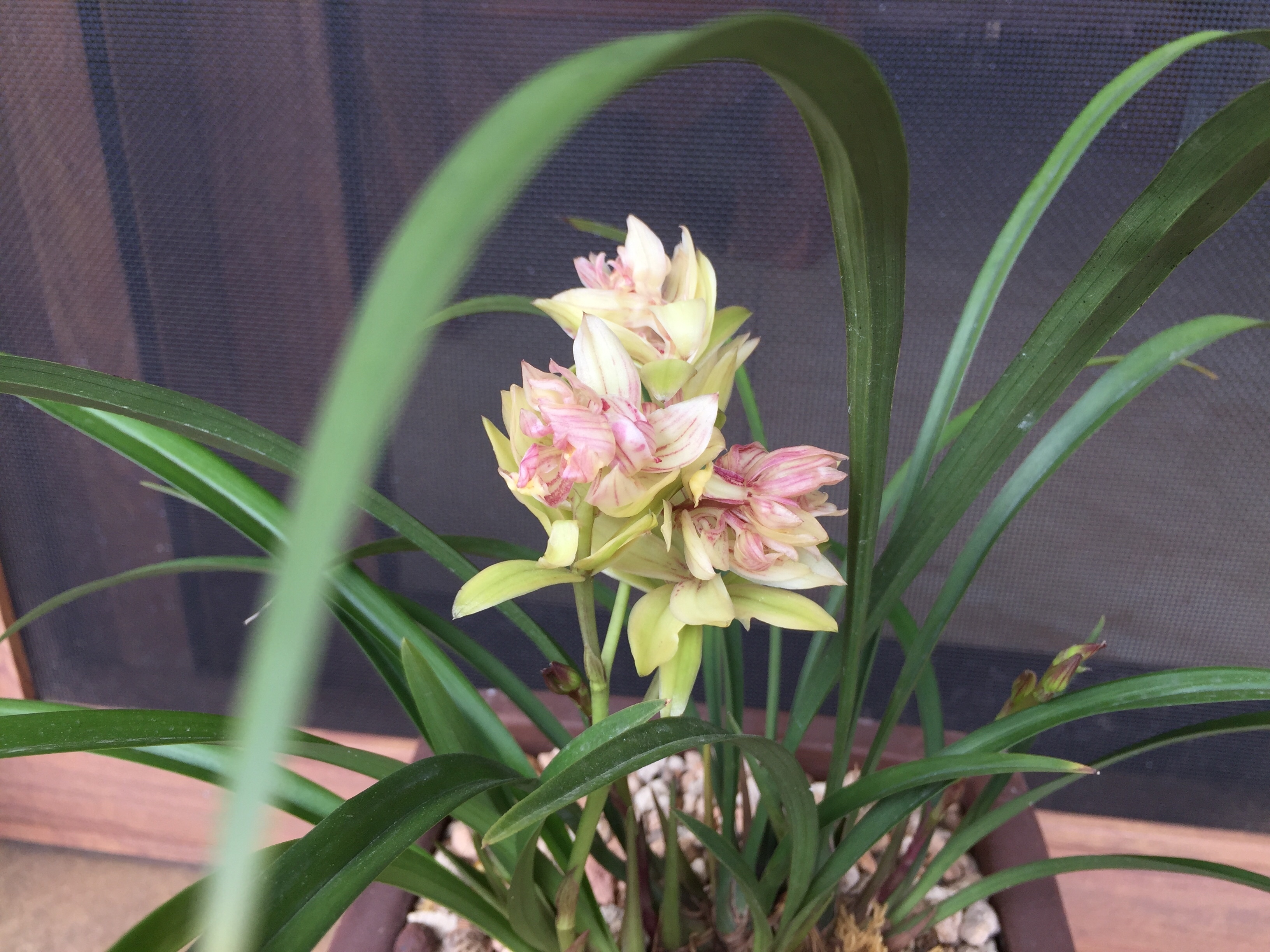 秋老虎|养兰花要注意秋老虎,一不小心根部就发黑,发黑原因和解决方法