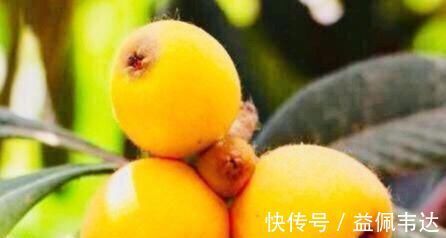 淡菜|人到中年想长寿，三种食物要多吃，补充营养，身体棒棒哒