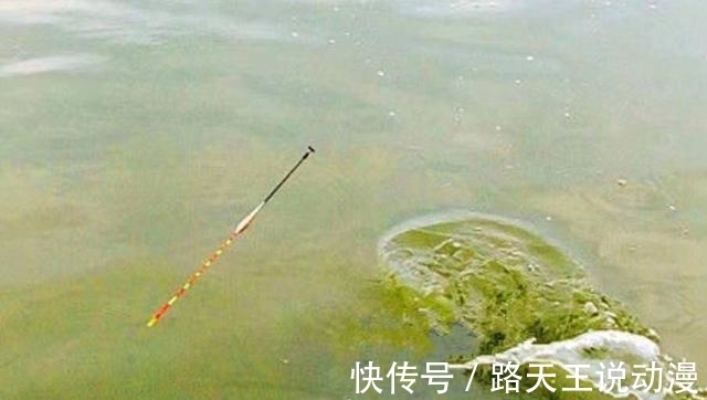 伊势尼|热天“对付”草鱼,还纠结钓浮还是钓底?老司机:知道的人不简单