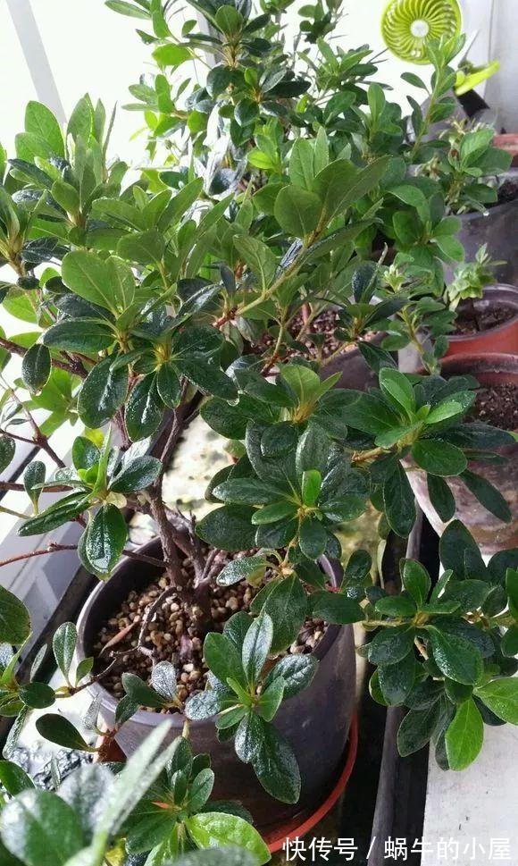 浇水不分早晚,浇一盆死一盆,别再做错了!