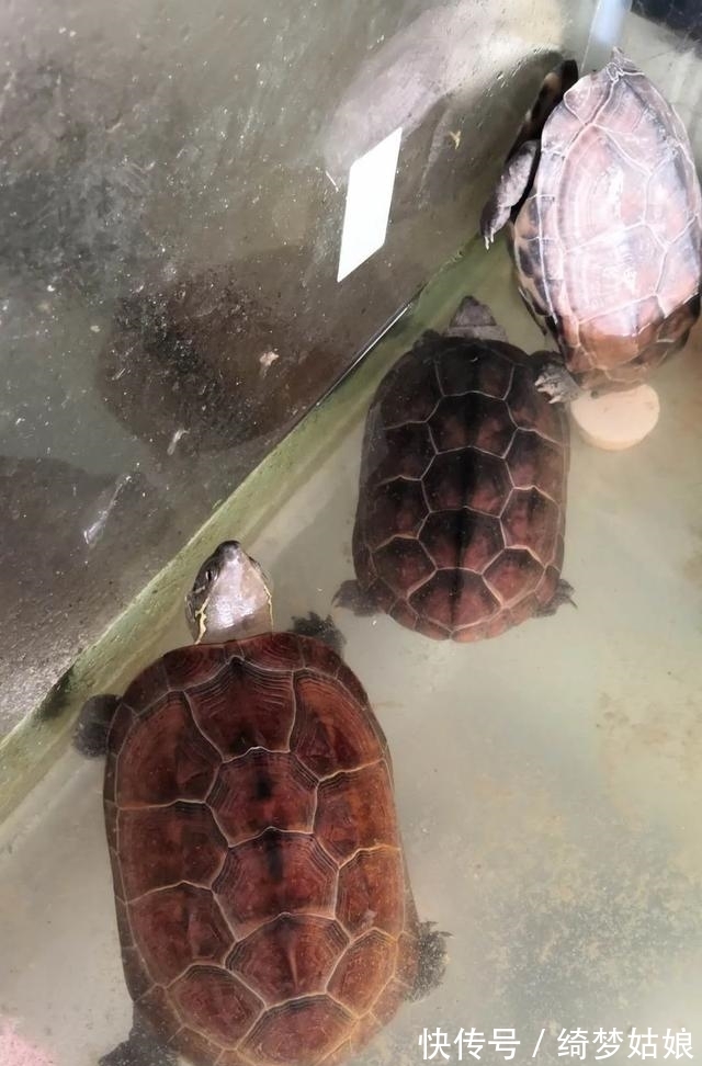 国龟&两种国龟的悲歌——古时的山泽常客到现今的附录稀客