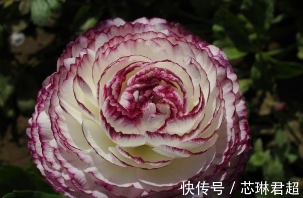 农历9月25霜降后,养什么花?以下3种花,富贵安康喜气盈盈