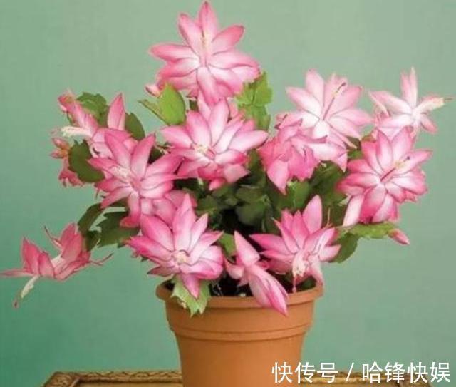 9月底养蟹爪兰,肥料一定要选对,把握时机用对肥,一开花就爆盆
