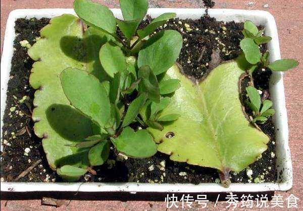 快速消灭入侵多肉“不死鸟”,要放大招,连根拔十次,彻底消灭光