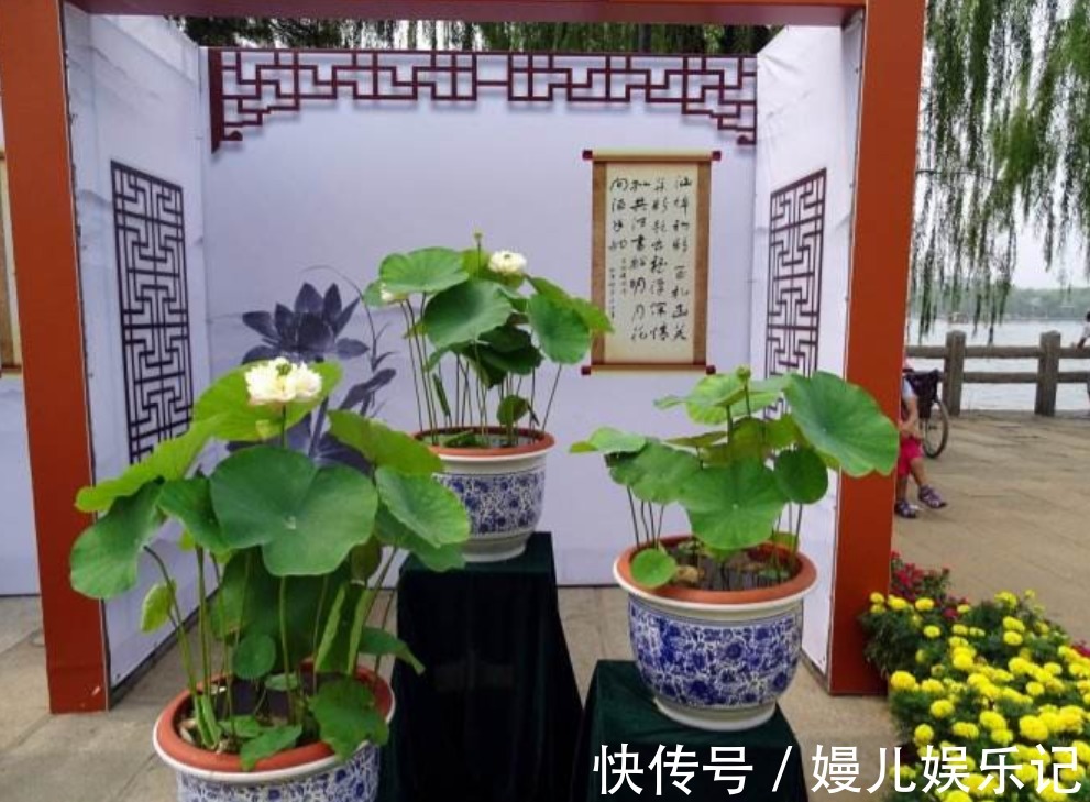 营养土|家庭养花：阳台盆栽此3款，漂亮好活，懒人最爱！