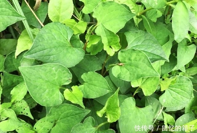 抗感染|魚腥草有什么功效？不只消炎抗感染，還能通治人體多處疾病