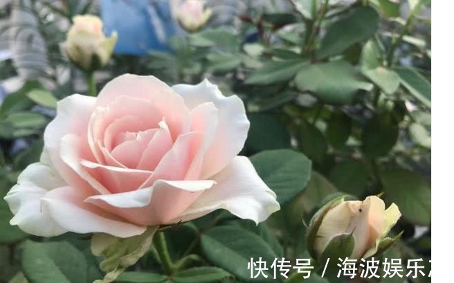 高压法|月季秋天扦插生根难用1法,让它在空中生根,又多又粗壮