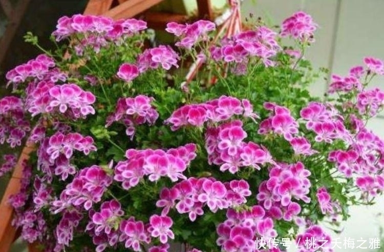 家里养上4种花，四季繁花似锦，花姿妖娆，颜值超高的