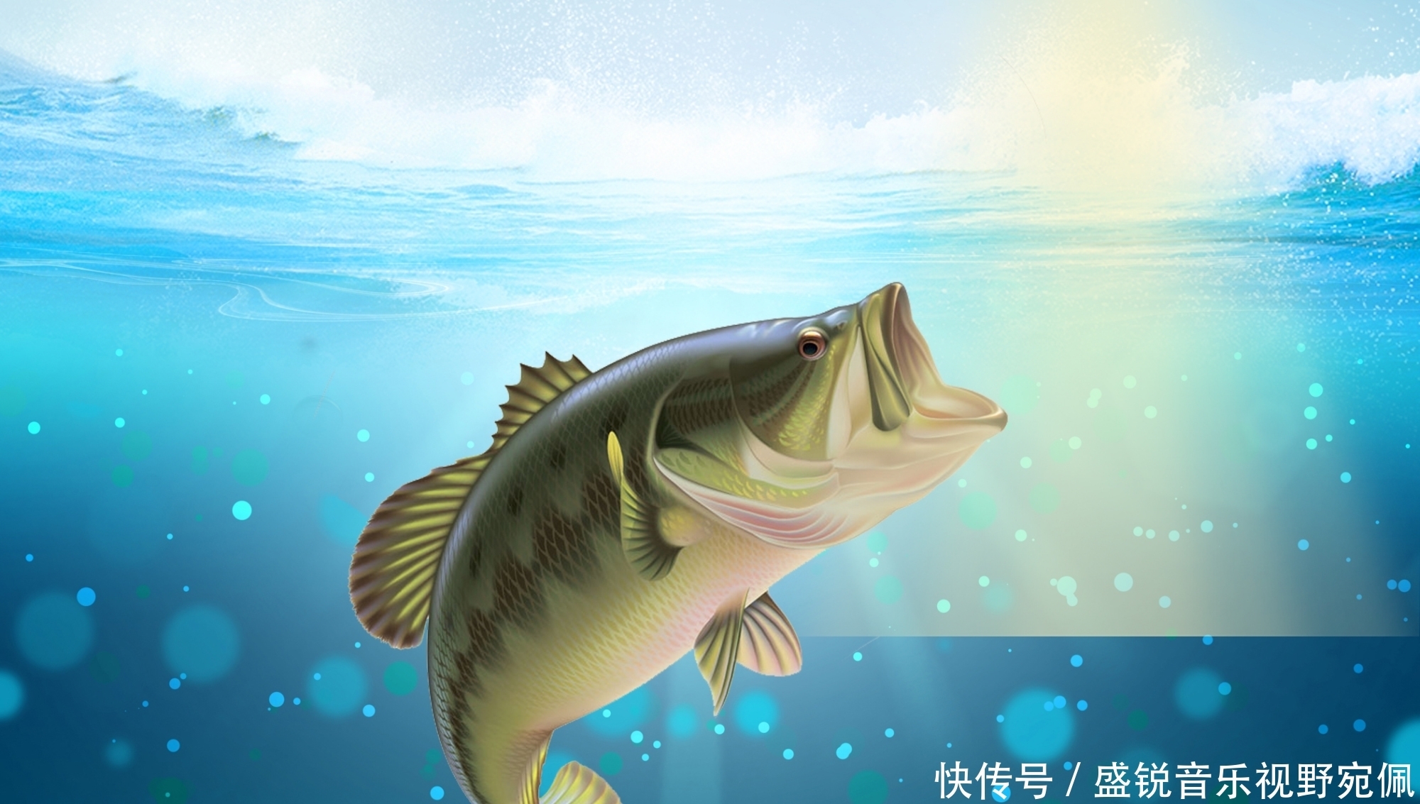 鲤鱼|鲫鱼、鲤鱼、青鱼和草鱼都喜欢什么味型?气味诱鱼的几个关键点