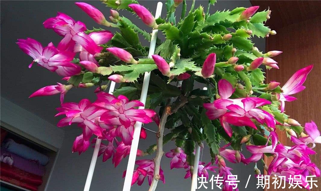 家家都有的“1种粉末”,浇花用上它,植物花苞多、开花易爆盆