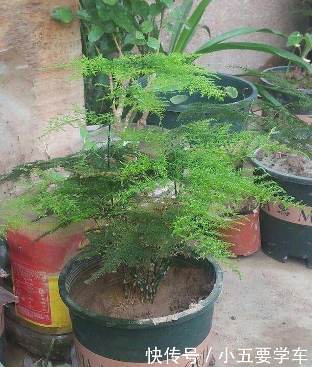 茶叶水|浇水时的3个坏习惯，赶紧丢掉，不然土壤硬得像石头！