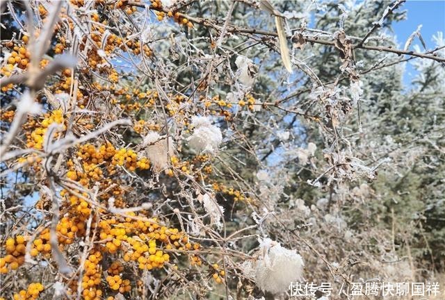 满山|如梦如画！通渭华家岭满山雾凇醉游人