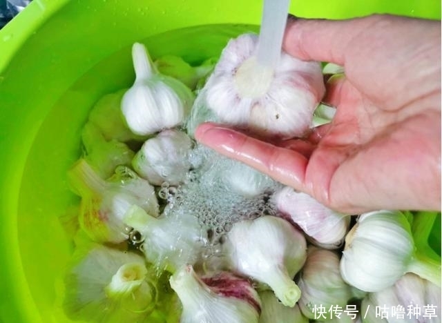 不再|学会这一小技巧,腌糖蒜不再难,不咸入味,色泽好看也耐存放