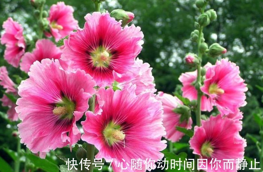 4种花现在养刚刚好,夏天开花很漂亮,阳台养几盆,变成花海