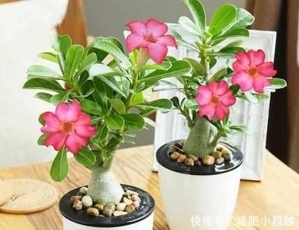 康乃馨|最适合夏天养的6种花卉,晒不死还越开越旺