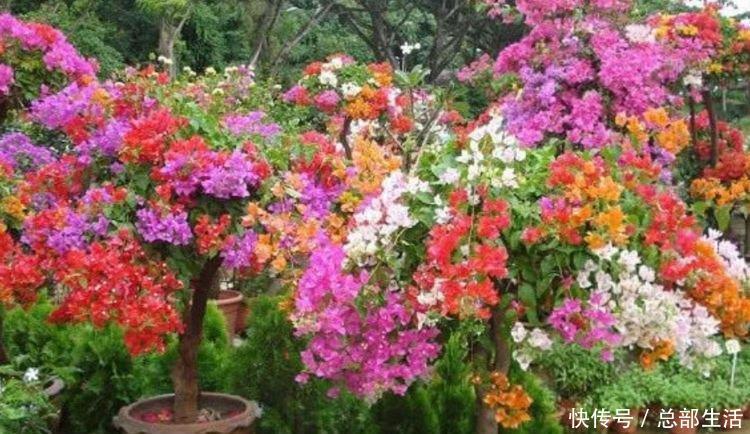 家里就养4种花,要型有型,要香有香,阳台开花变温馨小花园