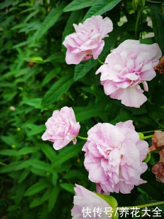 家里要是有院子，千万别养这4种花，泛滥了不好收拾