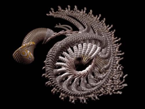 异形|人类你别以为自己长得美,事实上,生物就该美成异形那个样……