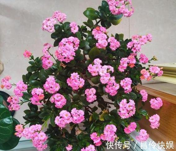 4种植物''爱喝酒''往培养土里倒点,植株蹭蹭疯长、轻易爆盆