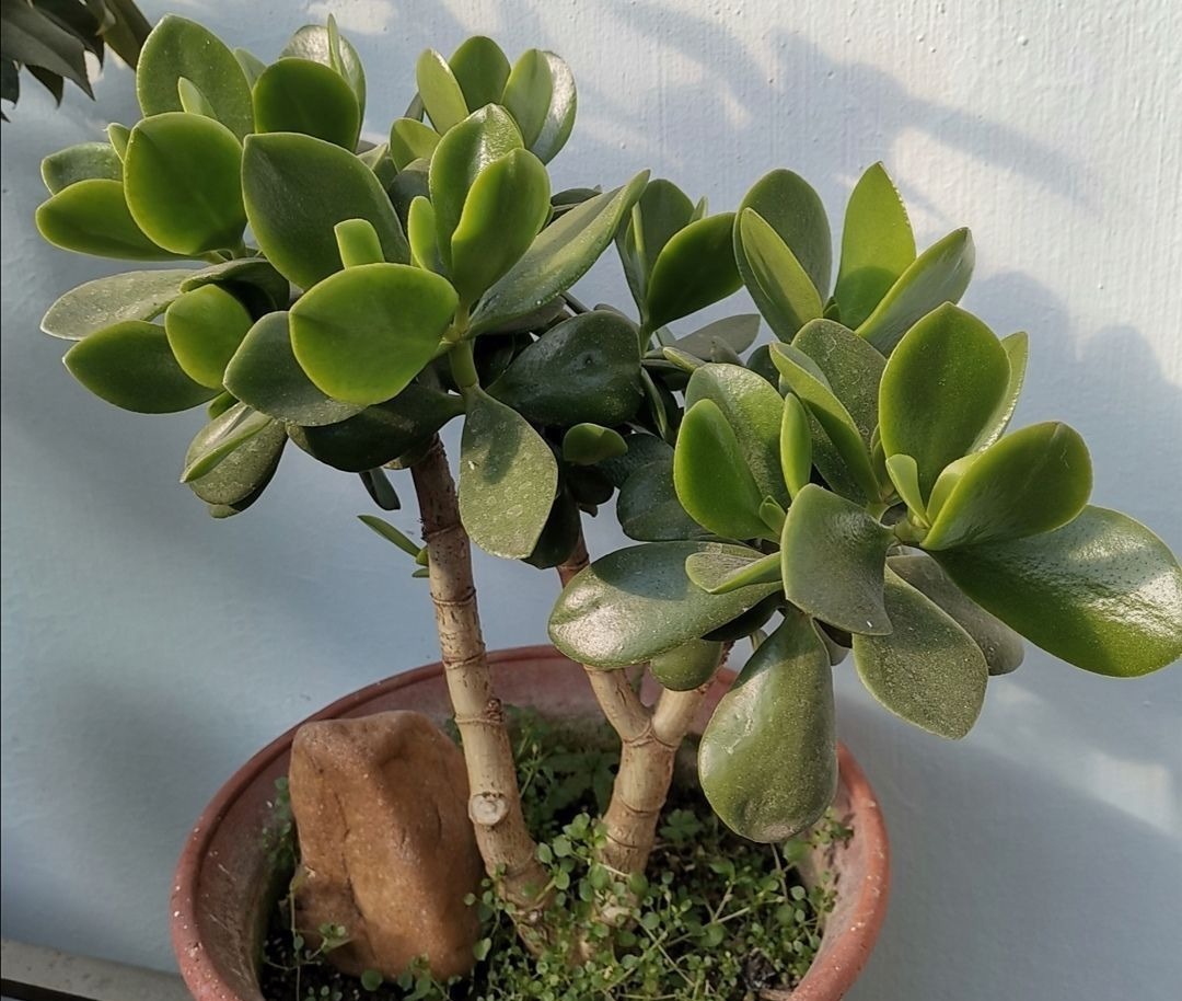 2种植物长得快,三五年养成老桩,越养越值钱