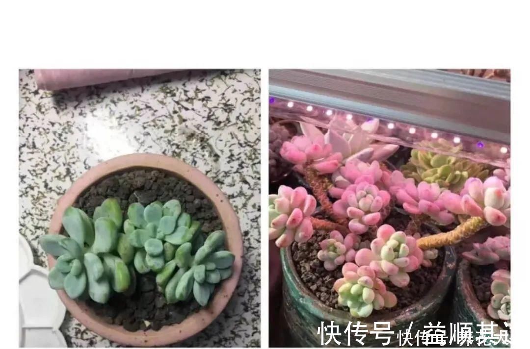 肉肉们|室内养多肉，也能养出水晶果冻色，任谁看到都说好