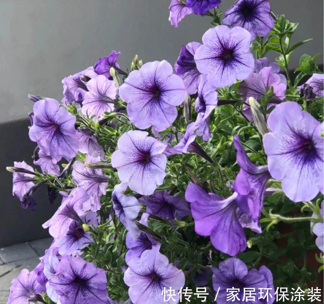 玛格丽特|6种“漂亮花”，秋天修剪“别偷懒”，剃个小平头，一个月开爆花