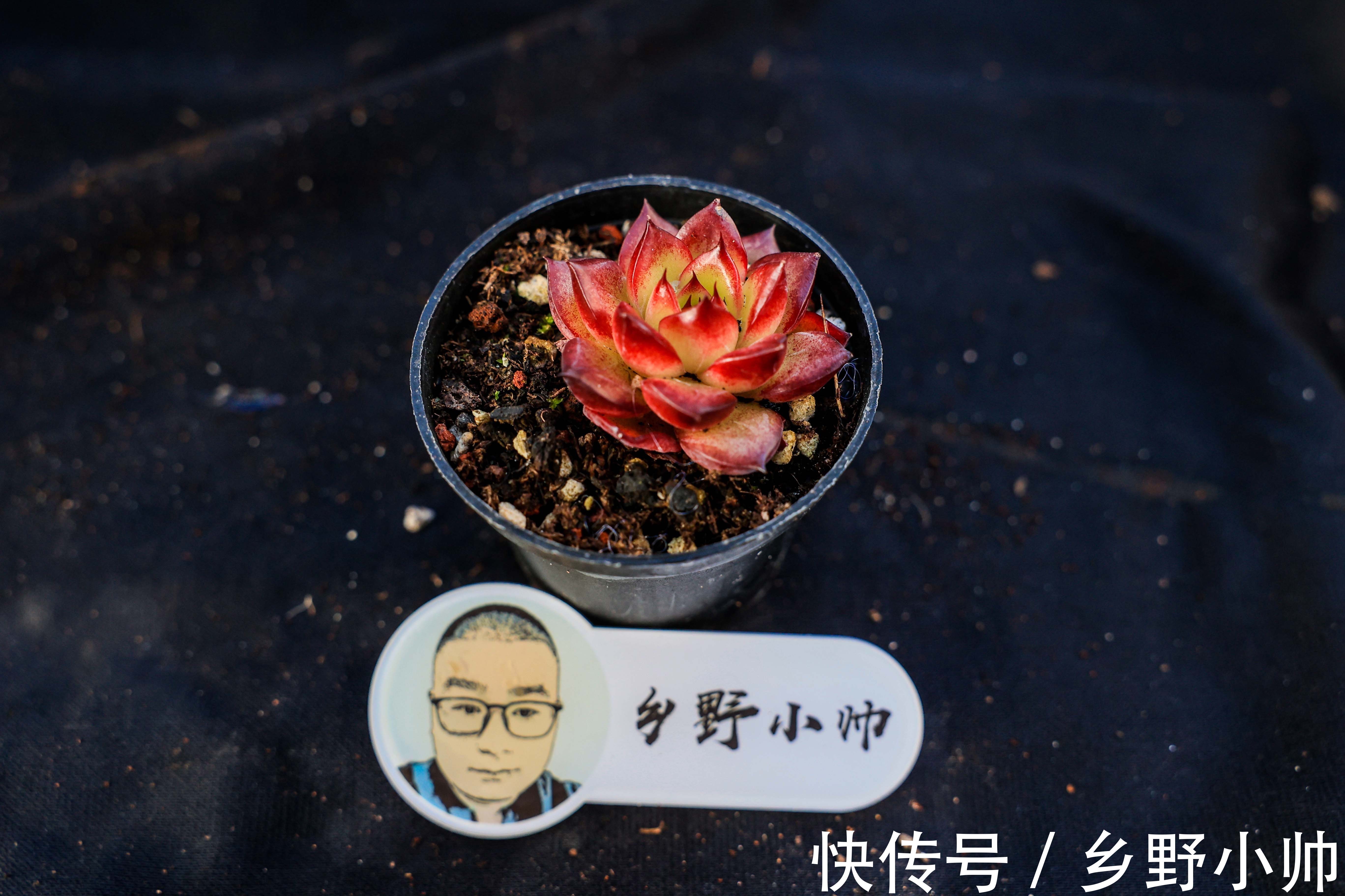 有的“水”并不一定适合浇多肉。爱多肉的你 ,千万别选错