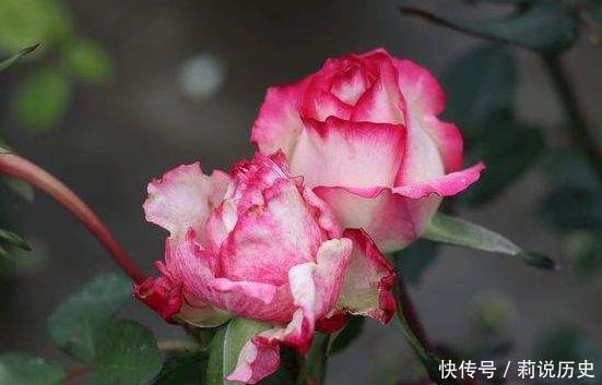 4种花很好养,耐热耐晒更耐旱,还能散发淡淡清香