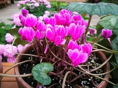 蝴蝶兰|4种花仙气飘飘，家里养1盆，气质出众，上档次！