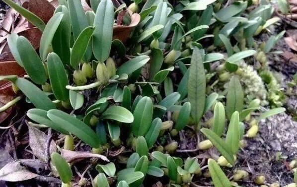 药用价值|山上一植物,俗称“金枣”,一斤能卖60元,十分珍贵,遇见请重视