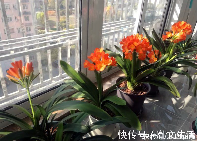 光照|冬天养君子兰，这件事新手不知道，老手易忽略，做好根壮花美