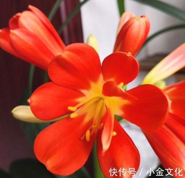 初秋君子兰这样养，君子兰胖一圈，小苗冒出来，入冬窜“花箭”