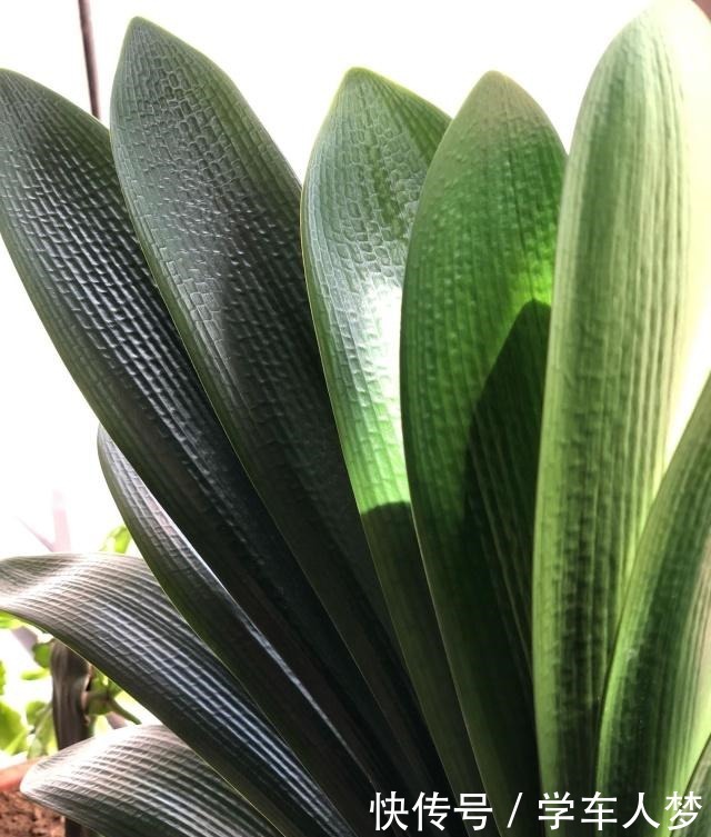 想要君子兰长得好长得快,这4点一定要做足“功课”,不然长不好!