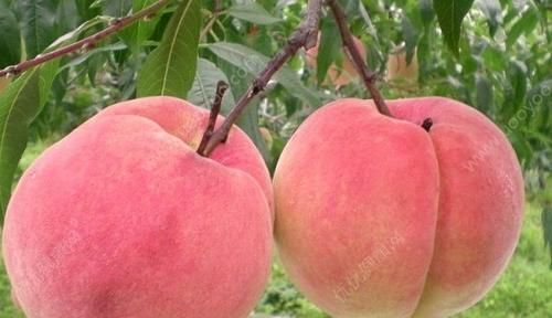 膳食纤维|桃子营养价值虽然高,但是也要注意3大忌,为了健康,不要忽视