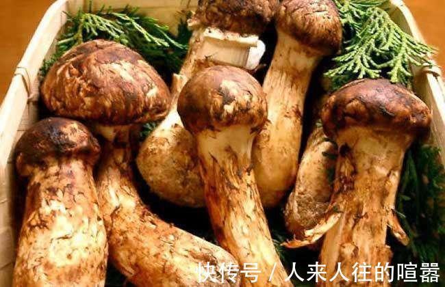 松茸|癌细胞“特怕”的几样食物来了，常吃一点，有效抗癌更长寿