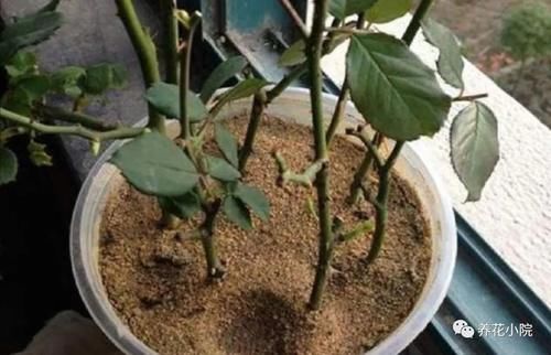 开花|家中养花,别用这3种土,用上长不旺,影响开花