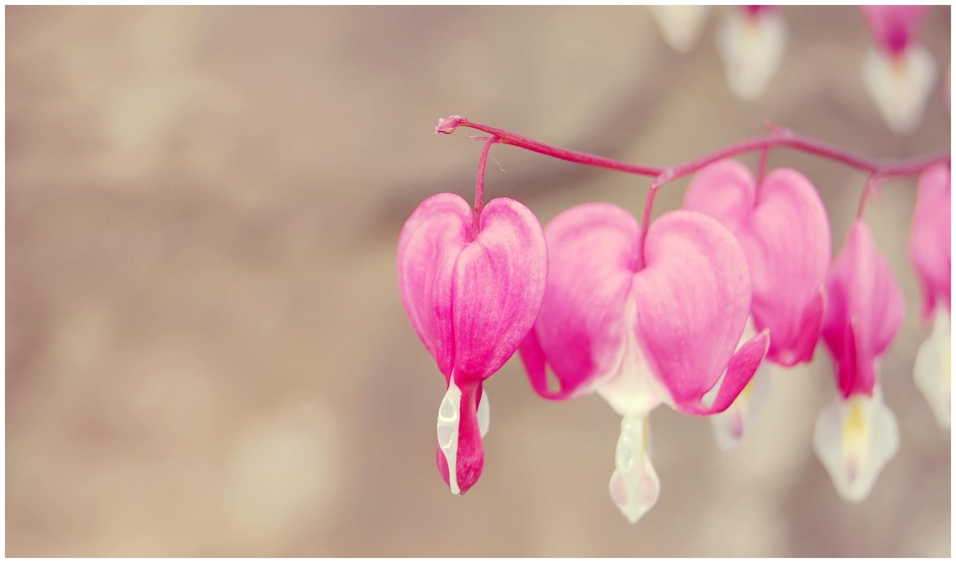 十二生肖一周运势播报 5月3日 9日 生肖龙 生肖羊 生肖马 粉紫色