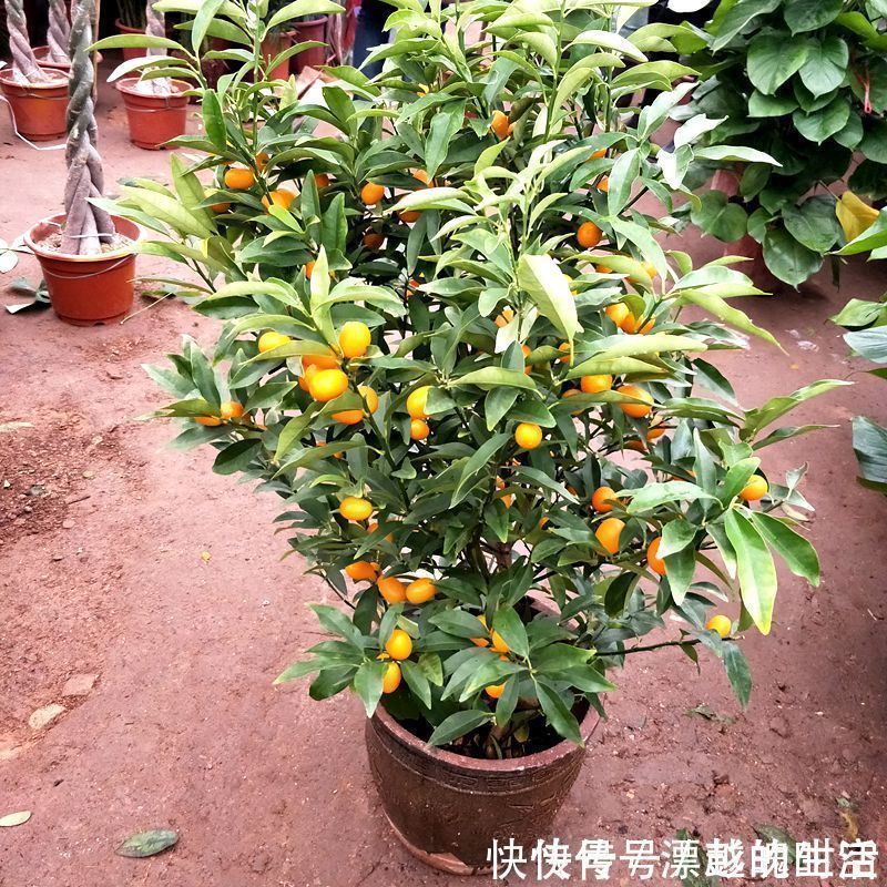 要是你家有空地，推荐这6株果苗，沾土就活，新鲜水果吃不完